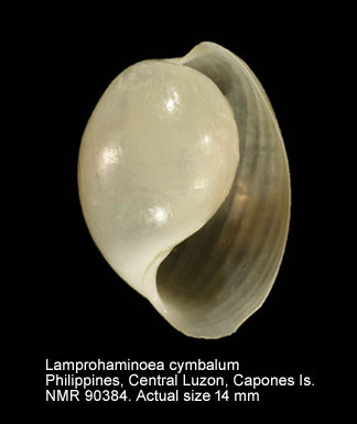Lamprohaminoea cymbalum.jpg - Lamprohaminoea cymbalum (Quoy & Gaimard,1832)